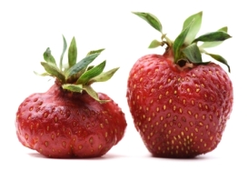 90754124 - pair of imperfect organic heirloom strawberries isolated closeup